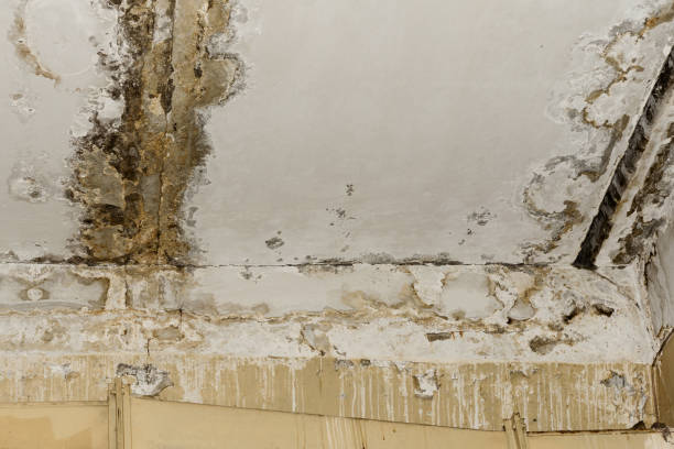 Why You Should Choose Our Mold Remediation Services in Basye, VA